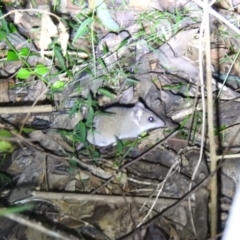 Sminthopsis murina at Ridgewood, QLD - suppressed