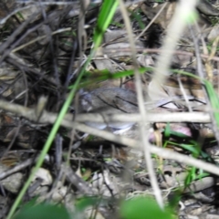 Sminthopsis murina at Ridgewood, QLD - suppressed