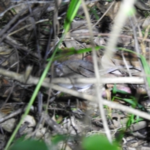 Sminthopsis murina at Ridgewood, QLD - suppressed