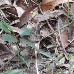 Melanitis leda (Evening Brown) at Tinbeerwah, QLD - 6 Jul 2021 by Liam.m