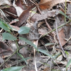 Melanitis leda (Evening Brown) at Tinbeerwah, QLD - 5 Jul 2021 by Liam.m