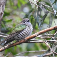 Chrysococcyx lucidus (Shining Bronze-Cuckoo) at Tinbeerwah, QLD - 30 Jun 2021 by Liam.m