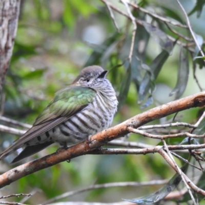 Chrysococcyx lucidus (Shining Bronze-Cuckoo) at Tinbeerwah, QLD - 29 Jun 2021 by Liam.m