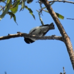 Melithreptus albogularis (White-throated Honeyeater) at Lake MacDonald, QLD - 3 Jul 2021 by Liam.m