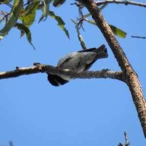 Melithreptus albogularis at Lake MacDonald, QLD - 3 Jul 2021