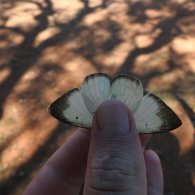 Catopsilia pyranthe (White migrant) at Geurie, NSW - 23 Jan 2021 by Liam.m