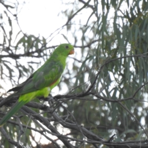 Aprosmictus erythropterus at Coonabarabran, NSW - 24 Jan 2021