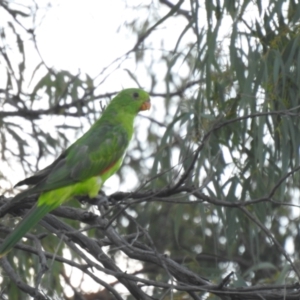 Aprosmictus erythropterus at Coonabarabran, NSW - 24 Jan 2021 05:45 PM