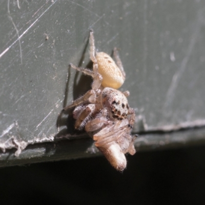 Opisthoncus grassator (Jumping spider) at Higgins, ACT - 6 Aug 2021 by AlisonMilton