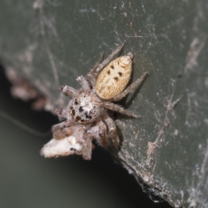 Opisthoncus grassator at Higgins, ACT - 6 Aug 2021