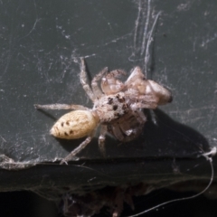 Opisthoncus grassator at Higgins, ACT - 6 Aug 2021