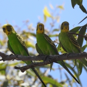 Melopsittacus undulatus at Quambone, NSW - 24 Jan 2021