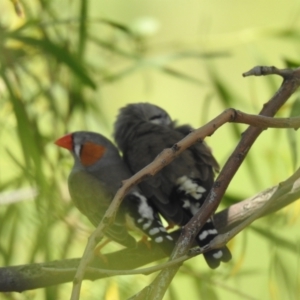 Taeniopygia guttata at Quambone, NSW - 24 Jan 2021