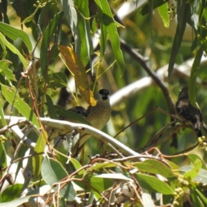 Emblema modesta at The Marra, NSW - 24 Jan 2021