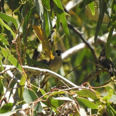 Aidemosyne modesta (Plum-headed Finch) at The Marra, NSW - 24 Jan 2021 by Liam.m