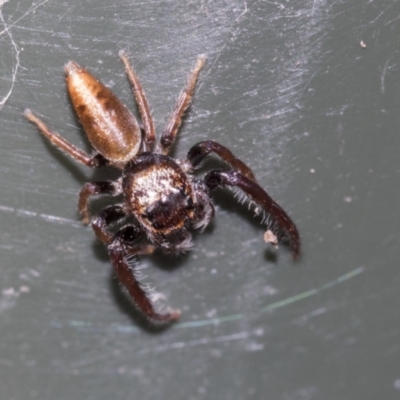 Opisthoncus grassator (Jumping spider) at Higgins, ACT - 6 Aug 2021 by AlisonMilton