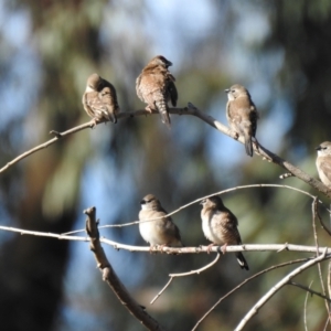 Emblema modesta at Geurie, NSW - 14 Jul 2020