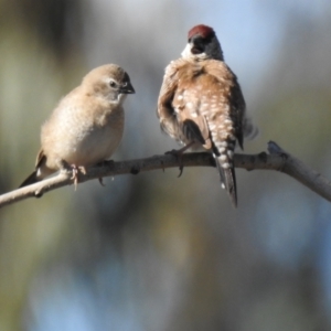 Emblema modesta at Geurie, NSW - 14 Jul 2020