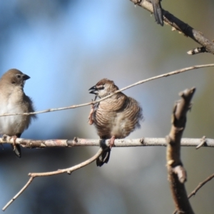 Emblema modesta at Geurie, NSW - 14 Jul 2020