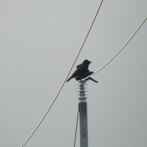 Corvus bennetti at Lake Cargelligo, NSW - 13 Jul 2020 10:11 AM