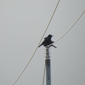 Corvus bennetti at Lake Cargelligo, NSW - 13 Jul 2020