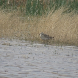 Calidris acuminata at Lake Cargelligo, NSW - 5 Oct 2017