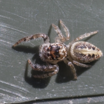 Opisthoncus grassator (Jumping spider) at Higgins, ACT - 6 Aug 2021 by AlisonMilton