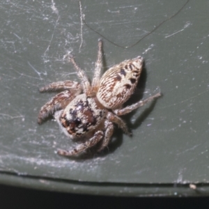 Opisthoncus grassator at Higgins, ACT - 6 Aug 2021