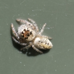 Opisthoncus grassator at Higgins, ACT - 6 Aug 2021