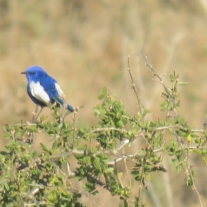 Malurus leucopterus at Lake Cargelligo, NSW - 4 Oct 2017