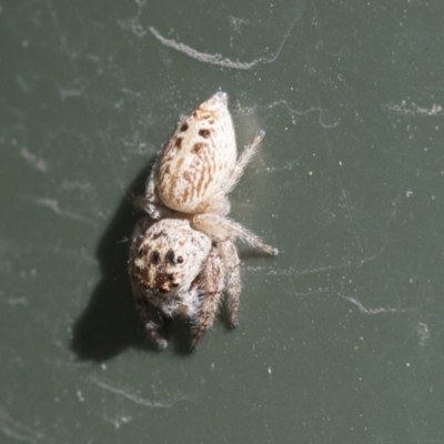 Opisthoncus grassator (Jumping spider) at Higgins, ACT - 6 Aug 2021 by AlisonMilton