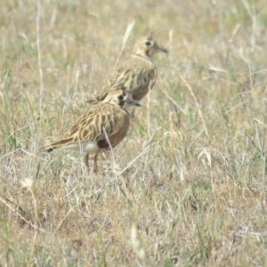 Peltohyas australis at Bland, NSW - 21 Oct 2017