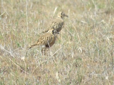 Peltohyas australis (Inland Dotterel) at Bland, NSW - 21 Oct 2017 by Liam.m