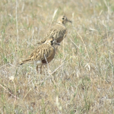 Peltohyas australis (Inland Dotterel) at Bland, NSW - 21 Oct 2017 by Liam.m