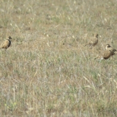 Peltohyas australis at Bland, NSW - 21 Oct 2017 04:36 PM