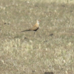 Stiltia isabella at Bland, NSW - 21 Oct 2017 03:46 PM