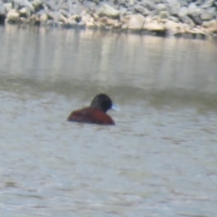 Oxyura australis (Blue-billed Duck) at Wyalong, NSW - 21 Oct 2017 by Liam.m