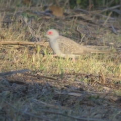 Geopelia cuneata (Diamond Dove) at Myall Park, NSW - 4 Oct 2017 by Liam.m
