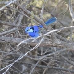 Malurus splendens (Splendid Fairywren) at Binya, NSW - 3 Oct 2017 by Liam.m