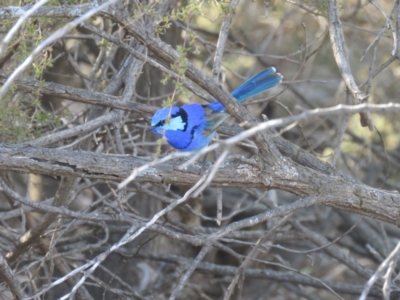 Malurus splendens (Splendid Fairywren) at Binya, NSW - 4 Oct 2017 by Liam.m