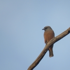 Artamus superciliosus (White-browed Woodswallow) at Binya, NSW - 3 Oct 2017 by Liam.m