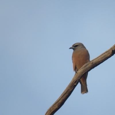 Artamus superciliosus (White-browed Woodswallow) at Cocoparra National Park - 3 Oct 2017 by Liam.m