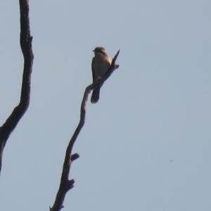 Chrysococcyx osculans at Binya, NSW - 3 Oct 2017