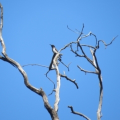 Sugomel nigrum (Black Honeyeater) at Cocoparra National Park - 3 Oct 2017 by Liam.m