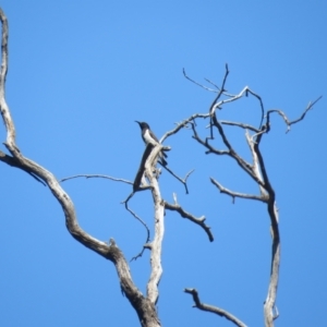 Sugomel nigrum at Binya, NSW - 3 Oct 2017