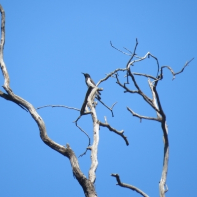 Sugomel nigrum (Black Honeyeater) at Binya, NSW - 3 Oct 2017 by Liam.m