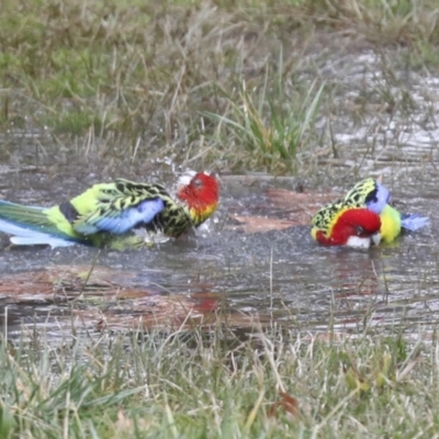 Platycercus eximius (Eastern Rosella) at Kambah, ACT - 3 Aug 2021 by AlisonMilton