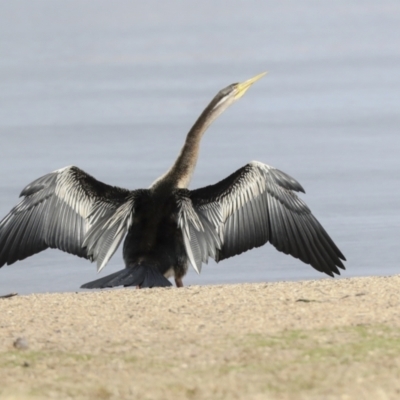 Anhinga novaehollandiae (Australasian Darter) at Lake Tuggeranong - 3 Aug 2021 by AlisonMilton