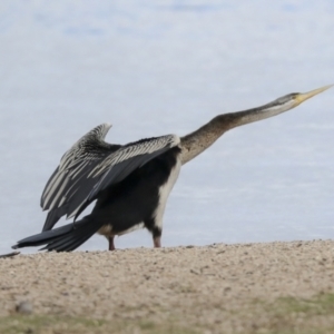 Anhinga novaehollandiae at Greenway, ACT - 3 Aug 2021