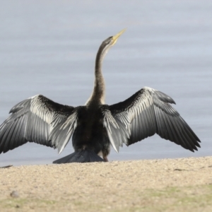 Anhinga novaehollandiae at Greenway, ACT - 3 Aug 2021